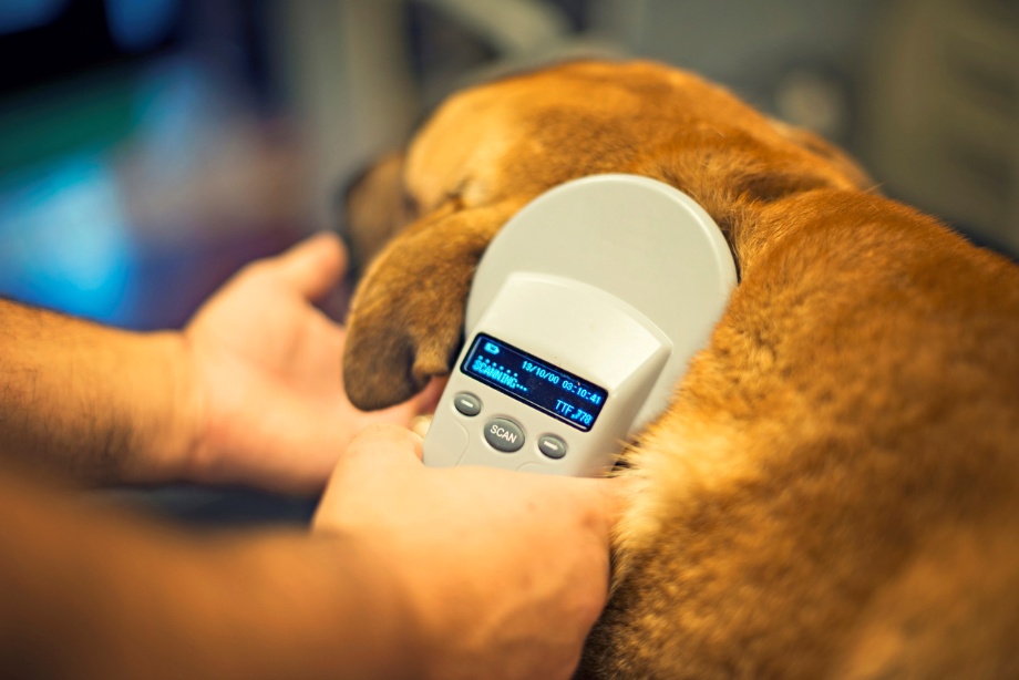 Pet disaster preparedness in Houston, A dog getting scanned