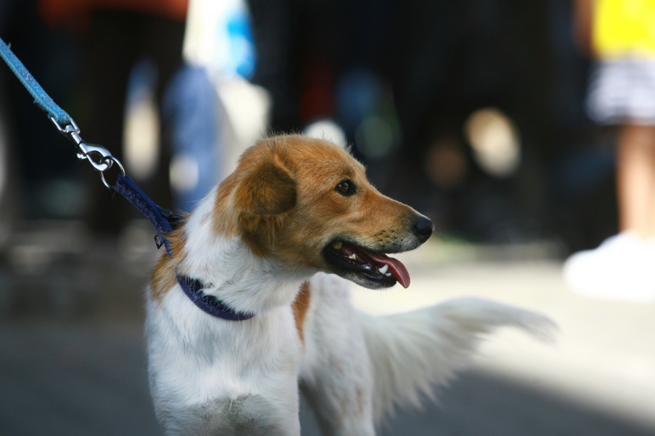Pet disaster preparedness in Houston, A dog on a leash