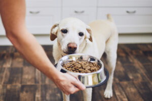 Pet Food Nutrition Explained: What Labels Really Mean, A dog being fed