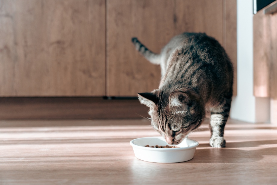 pet food nutrition, A cat eating its food
