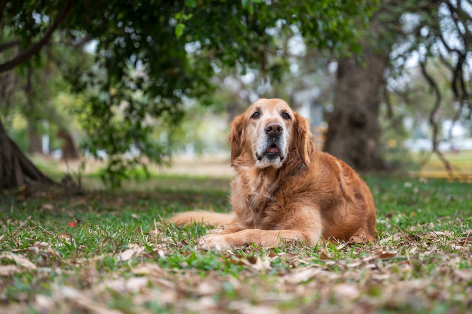 pet food nutrition, A dog lying in a field
