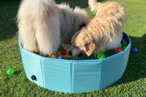 Summer Pet Safety Tips for Dogs, Cats, and Exotic Pets, Two dogs in a ball pit