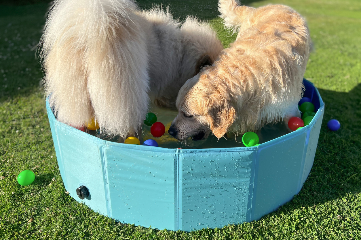 Summer Pet Safety Tips for Dogs, Cats, and Exotic Pets, Two dogs in a ball pit