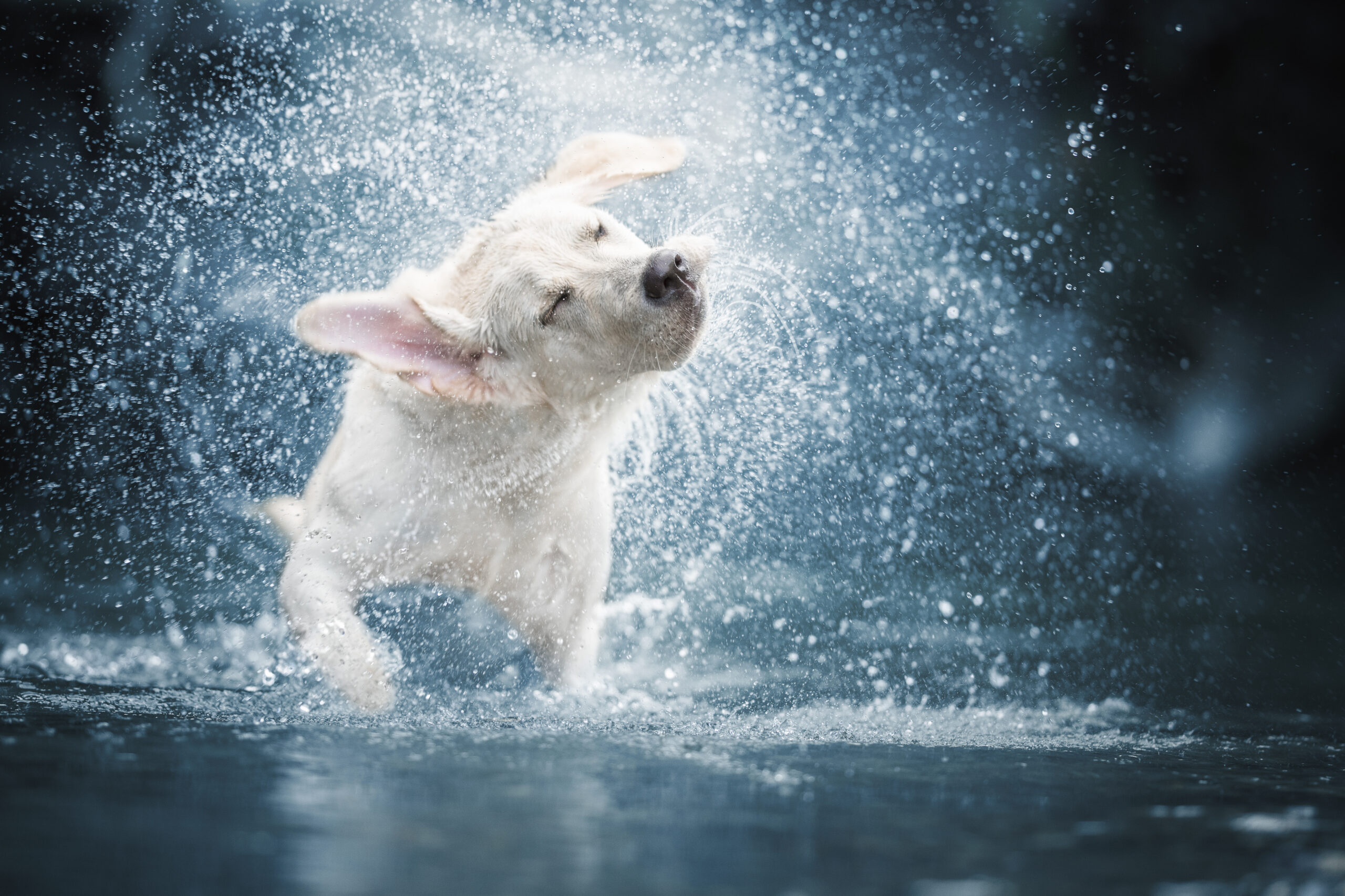 summer pet safety tips, A dog shaking off water