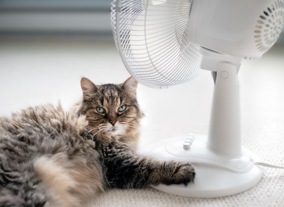 summer pet safety tips, A cat lying by a fan