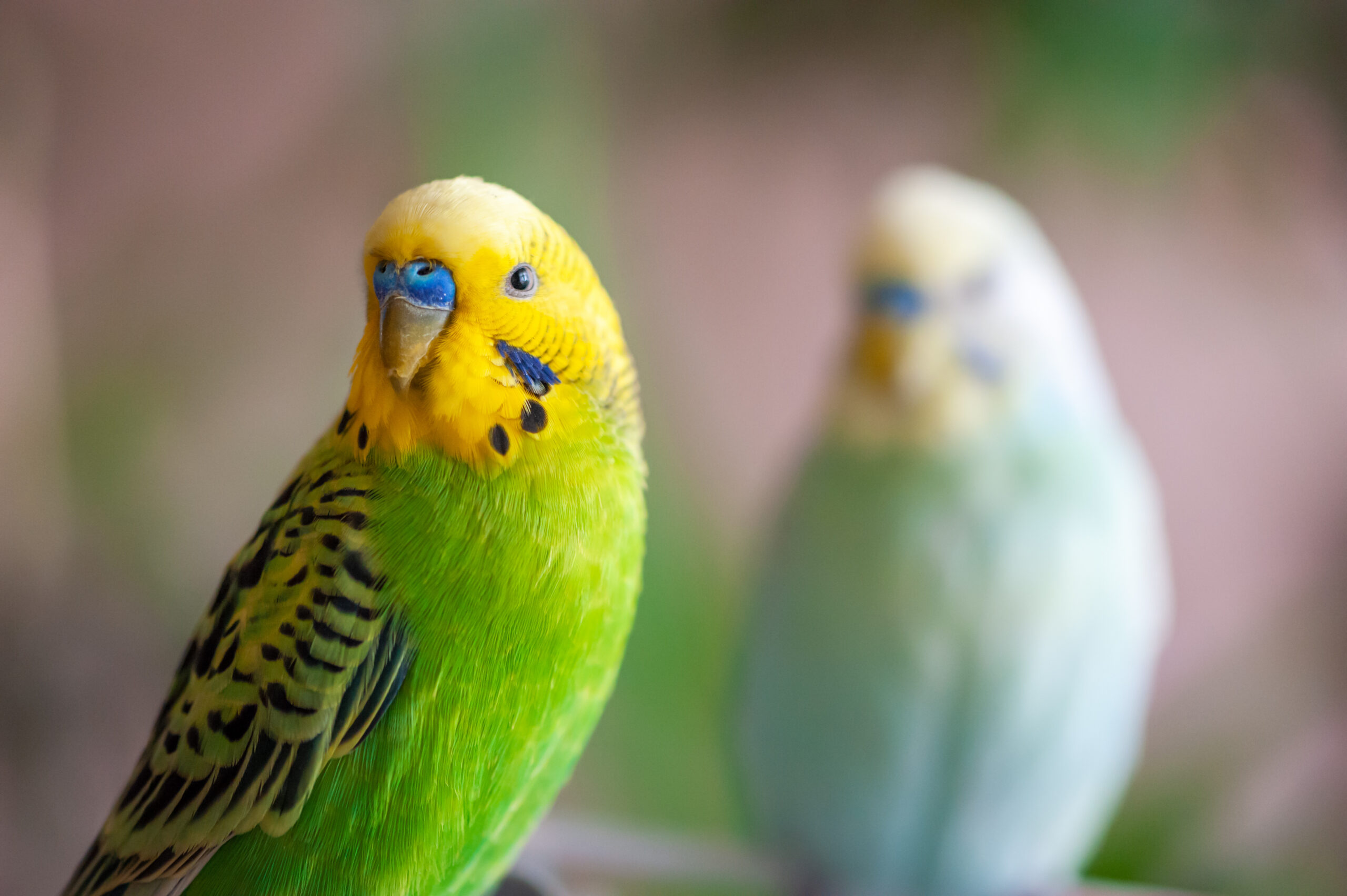 summer pet safety tips, Two birds looking at the camera
