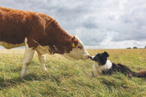 Zoonotic Diseases in Pets and Farm Animals: What You Need to Know, A cow and a border collie in a field looking at each other close up