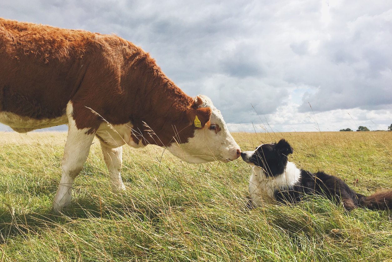 Zoonotic Diseases in Pets and Farm Animals: What You Need to Know, A cow and a border collie in a field looking at each other close up