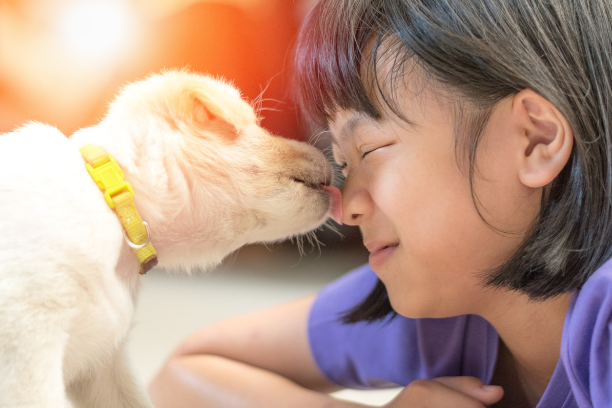 Zoonic Diseases in Pets and Farm Animals, Asian kid girl playing with puppy in house. Small dog pet licking face of owner child