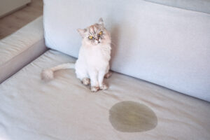 Why Your Cat, Dog, or Exotic Pet May Be Peeing More Than Usual, Cat urinating at home. Cat sitting near wet or piss spot on the couch. Cat peeing on sofa. Bad cat behavior. High quality photo