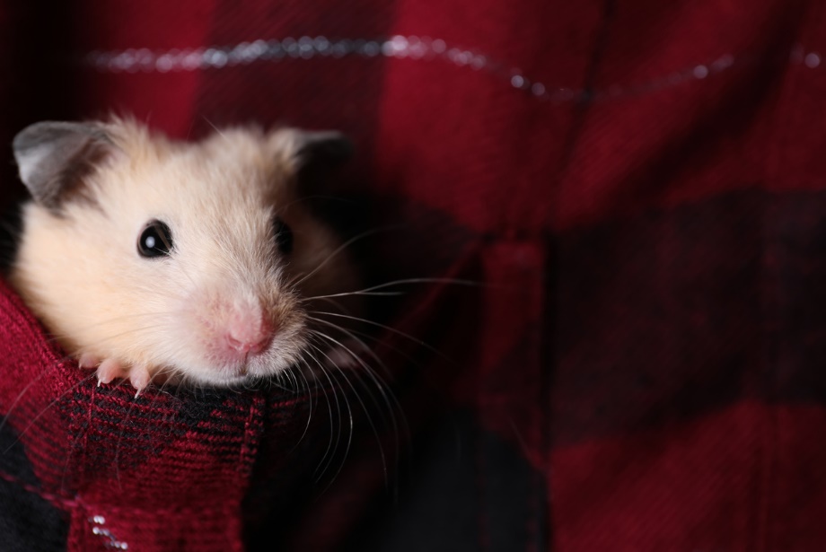dog, cat, or exotic pet peeing more than usual, A picture of a hamster in a red cloth