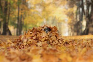 Your Fall Pet Care Guide from Braescroft Animal Clinic, A border collie peeks out from under a pile of golden leaves, blending with the autumn scenery. The warm tones enhance the charm and playful nature of the image.