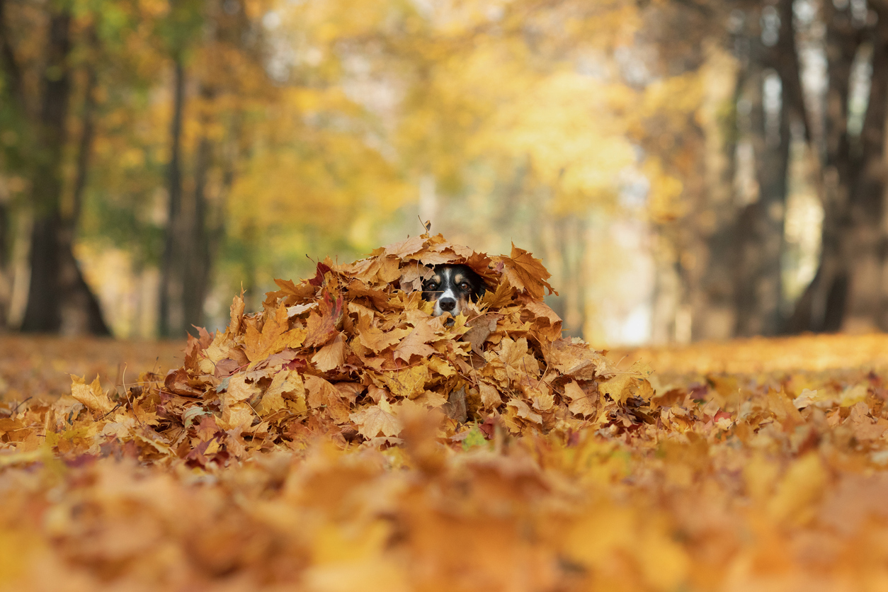 Your Fall Pet Care Guide from Braescroft Animal Clinic, A border collie peeks out from under a pile of golden leaves, blending with the autumn scenery. The warm tones enhance the charm and playful nature of the image.