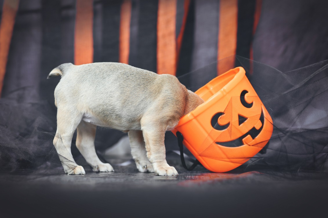 Fall pet care guide, A puppy with its head in a pumpkin bucket