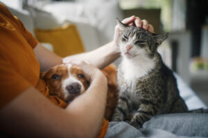 Early Pet Cancer Signs: What Houston Pet Owners Should Know, Man sitting on sofa with domestic animals. Pet owner stroking his old cat and dog together.