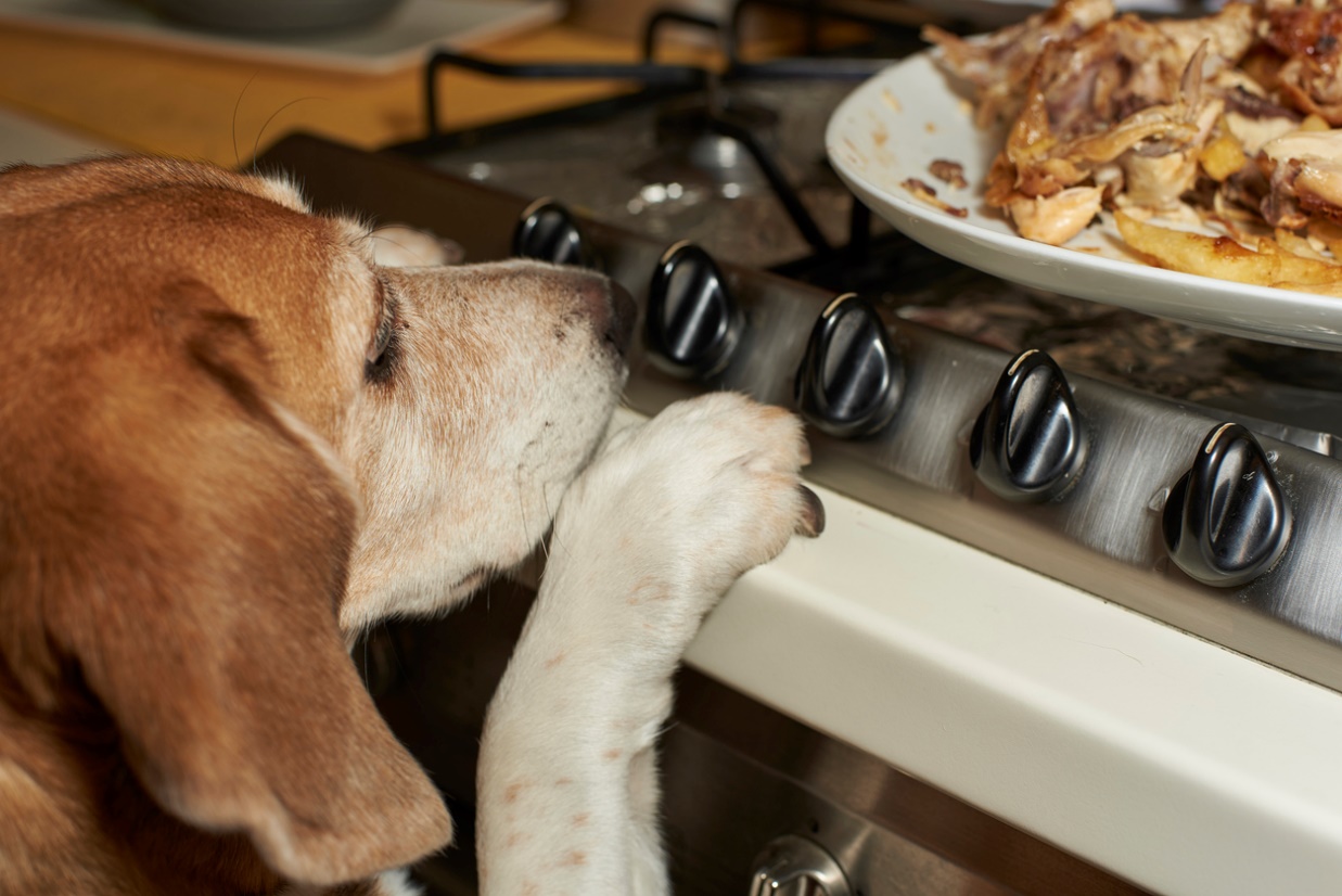 Holiday Pet Travel and Safety, A dog with its paws on the counter looking at food on the stove