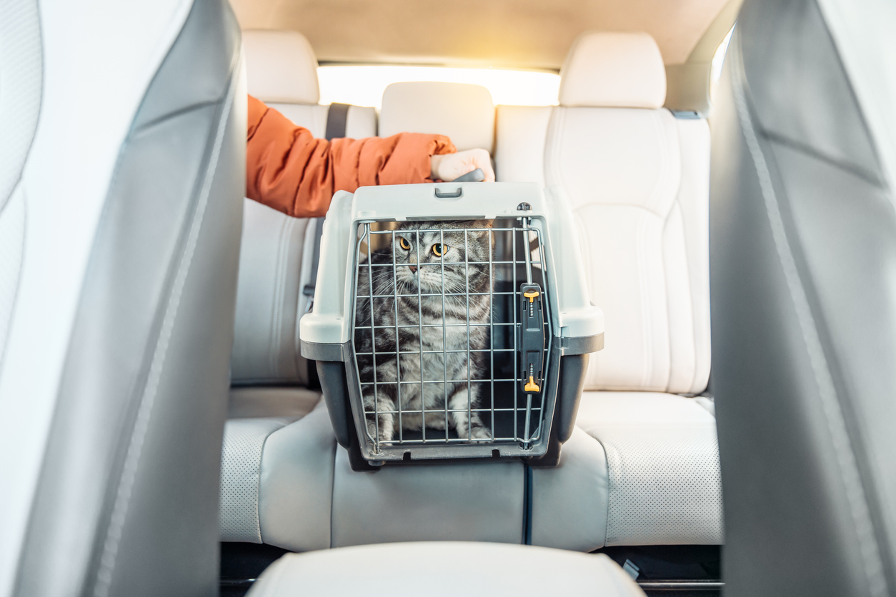 Cat in a cat carrier near the owner on a back seat of modern car. Comfortable travel with pets using pet carrier., Holiday Pet Travel and Safety