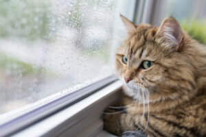 Winter Joint Pain in Cats and Dogs: Helping Houston Pets Stay Comfortable, A cat sitting at a window