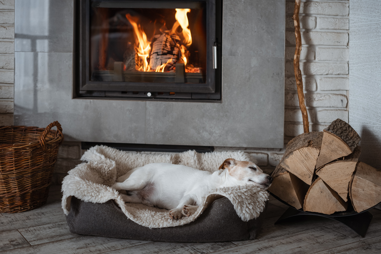 winter joint pain in cats and dogs, A Jack Russell Terrier dog sleeps on a rug next to a blazing fireplace. Hygge concept